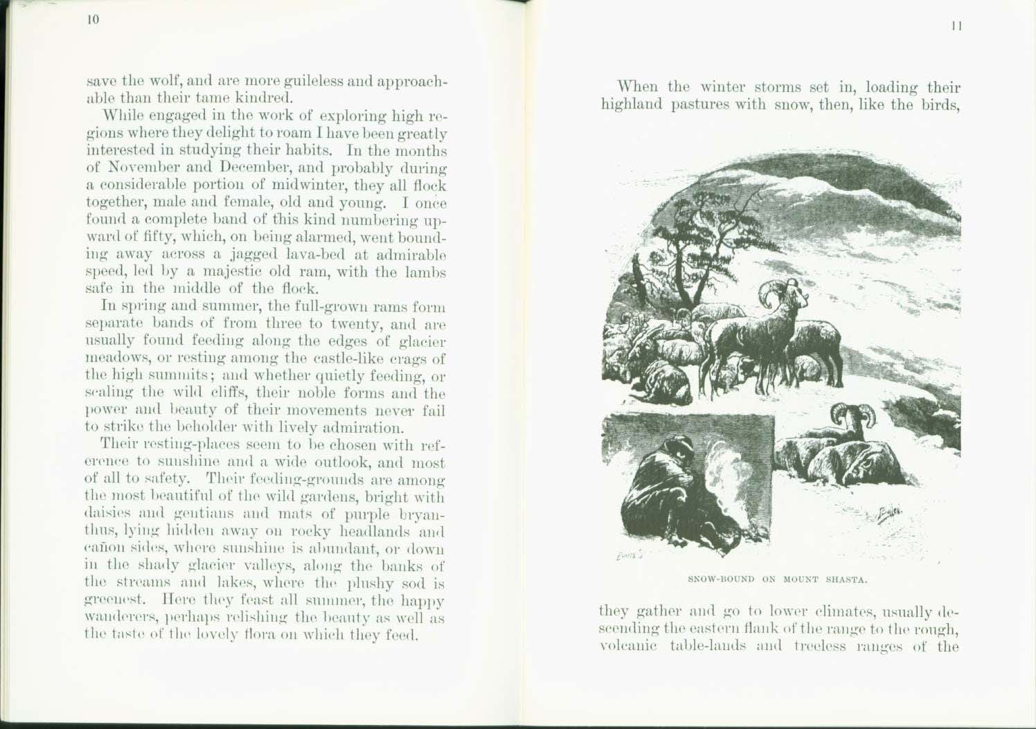 THE WILD SHEEP 1881.vist0017d